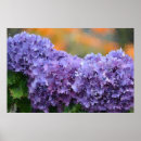 Zoek naar brandkranen posters Blauw