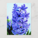 Zoek naar hyacinth briefkaarten Blauw