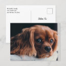 Zoek naar duizeligheid briefkaarten Schattig