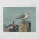 Recherche de pieux cartes postales Oiseau