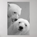 Recherche de ours noirs posters Pour elle