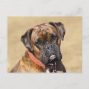 Recherche de chien boxer cartes postales Brindle