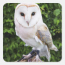 Recherche de alba autocollants Barn owl