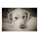 Recherche de vintage de chien posters Animal