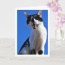 Zoek naar zwart witte katten kaarten Katje