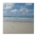 Recherche de mouette carreaux Mer