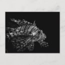Recherche de poisson noir et blanc cartes postales Mer