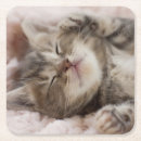 Recherche de personne chat dessous de verres Animal