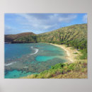 Recherche de sea turtle posters Hawaii