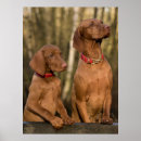 Recherche de chien dos posters Animal