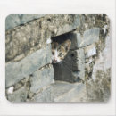 Recherche de mur tapis souris Roche