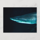 Zoek naar aquarium fotografie Haai