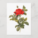 Recherche de copie de rose rouge Flore