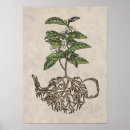Zoek naar thee plant posters Planten
