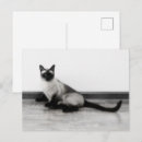 Zoek naar siamese kat briefkaarten Schattig