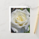 Recherche de roses blanches cartes postales Vert