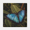 Recherche de morpho bleu magnets Insecte