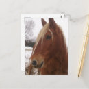 Zoek naar belgisch paard briefkaarten Conceptpaard