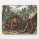 Recherche de ursus Mammifère