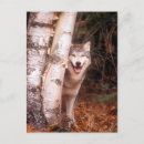 Recherche de canid cartes postales Faune