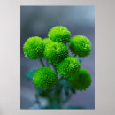 Zoek naar chrysanten posters Groen