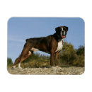 Recherche de expositions magnets Chien