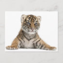 Recherche de tigre sumatran cartes postales Nature