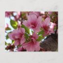 Recherche de belles personnes cartes postales Pour elle