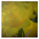 Recherche de fleur jonquille carreaux Printemps