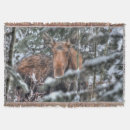 Recherche de orignaux photographie Photographie de la faune