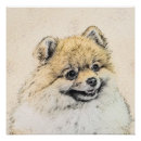 Recherche de chien pomeranian posters Chiot