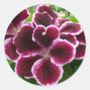 Recherche de geranium autocollants Nature