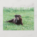 Recherche de laboratoire de chocolat cartes postales Labrador