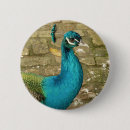 Zoek naar pauwen buttons Dier