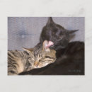 Recherche de vous manquant cartes postales Chat