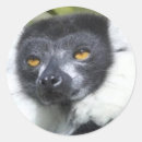 Recherche de lemur autocollants Sauvage