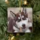 Zoek naar siberian husky ornamenten Alaskanhond