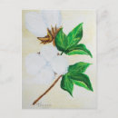 Recherche de cotton cartes postales Coton