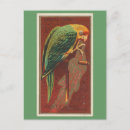 Recherche de perruche cartes postales Plumes