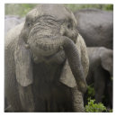 Recherche de jeune animal carreaux Nature