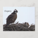 Recherche de aigle de mer cartes postales Balbuzard