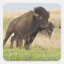 Zoek naar bizon stickers Stier