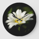 Zoek naar daisy klokken Bloesem