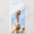 Recherche de primat invitations Zoo