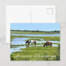 Recherche de chevaux sauvages cartes postales Photographie