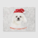 Recherche de bichons vœux cartes Pour eux