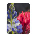 Recherche de fleur alpine magnets État de washington