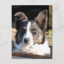 Recherche de border collie cartes postales Animal
