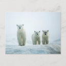 Recherche de trois animaux cartes postales Animaux dans la nature