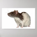 Recherche de agouti Animal familier